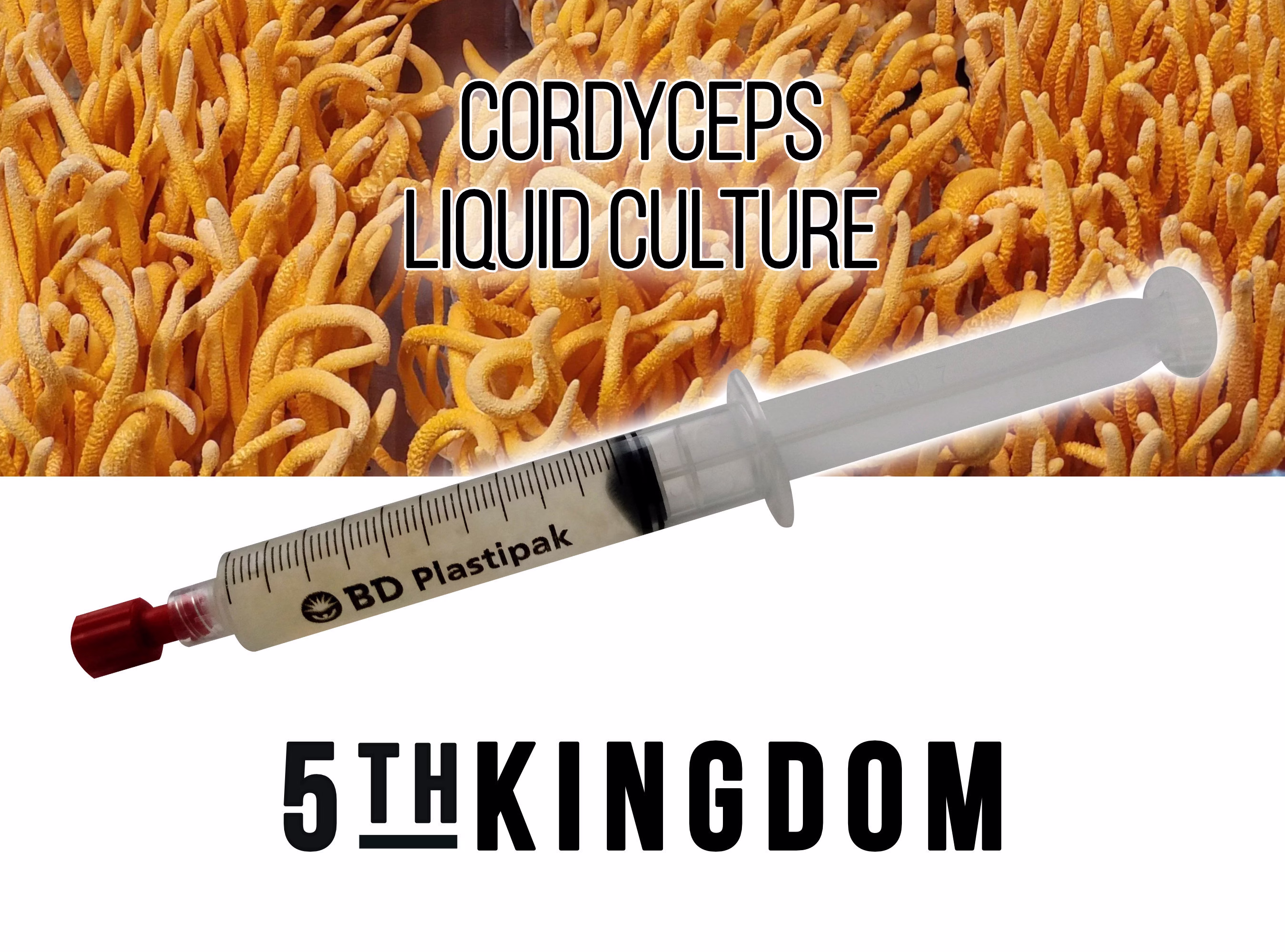 Cordyceps Liquid Culture