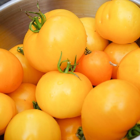 Vegetable - Tomato Jubilee 20 Premium Quality Seeds