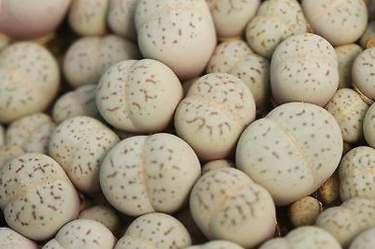 Dinteranthus Vanzylii, Living Stone, Rare Succulent, 10 Seeds