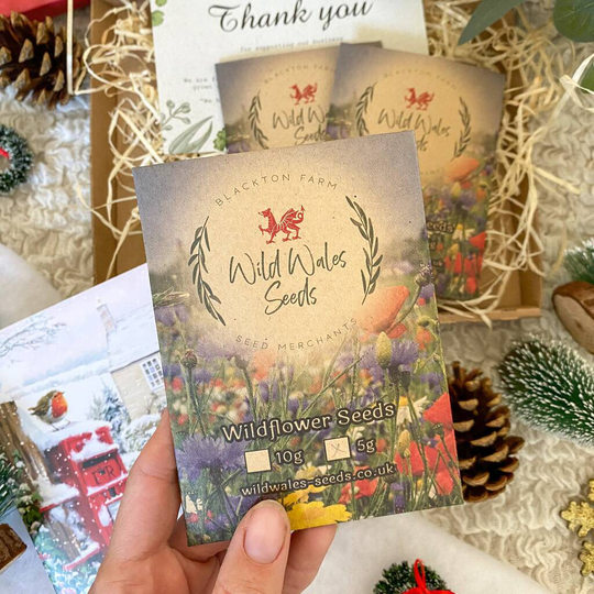 'Welsh Dragon' Wildflower Seed Christmas Gift Box
