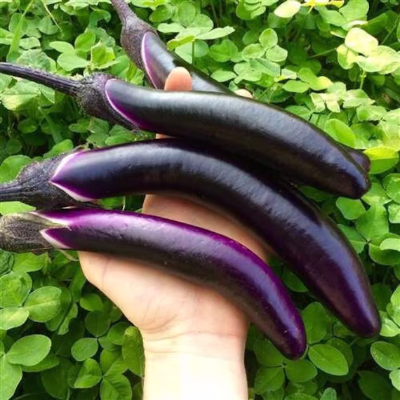 Long Purple Eggplant Seeds - "Ping Tung Long
