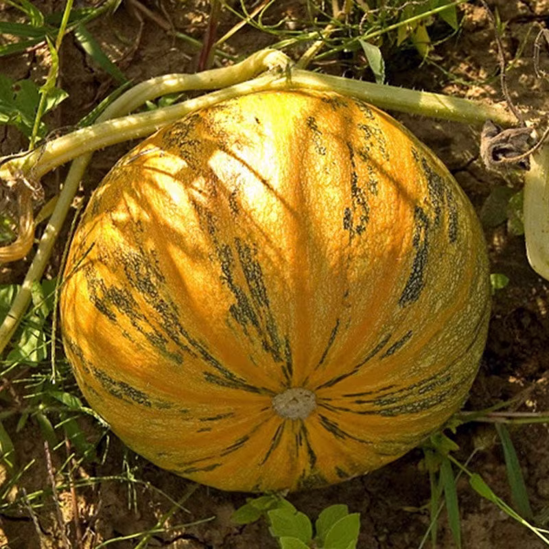 Pumpkin Mozolіivskyi 15 Seeds Draught Resistant Non Gmo For Planting | 201832
