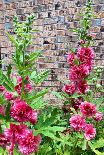 Hollyhock Charter's Pink Seeds