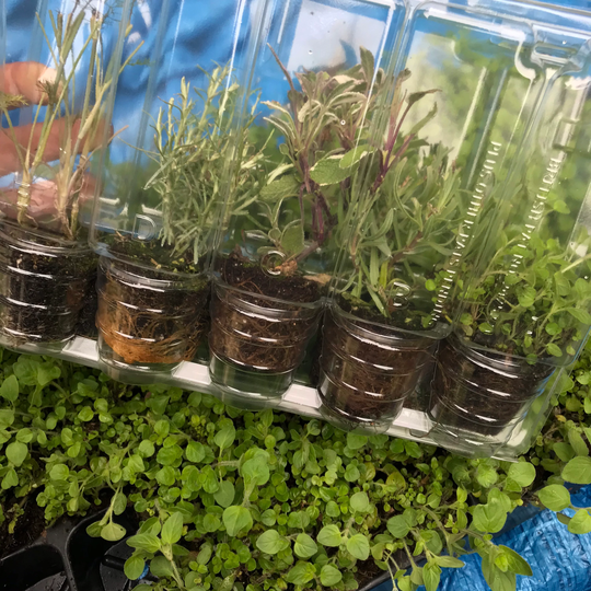 Five Mixed Herb Plants - Young Transplants To Grow Yourself | Free UK Postage