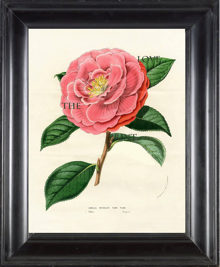 Botanical Print Houtte Botanical Art Print 4 Beautiful Pink Camellia Reticulata Pleno Flower Spring Summer Garden Plant
