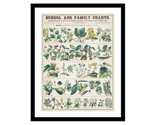 Vintage Poster Framed Retro Plants Botanical School & Family Charts Illustration Print Kitchen Decor By Marcius Willson Norman Calkins