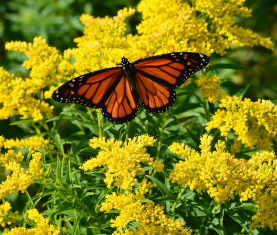 Goldenrod | Solidago Sp. Packet Of 25 Seeds With Free Shipping