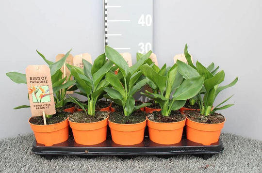 strelitzia Bird Of Paradise 12cm Pot
