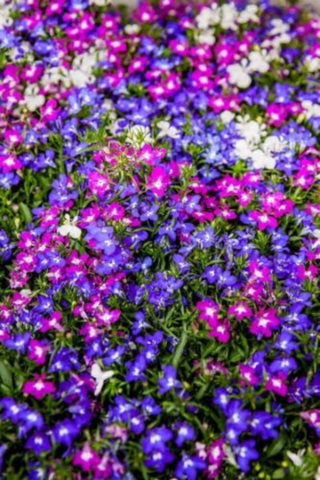 Lobelia String Of Pearls Seed Approx. 3000 Seeds Bush