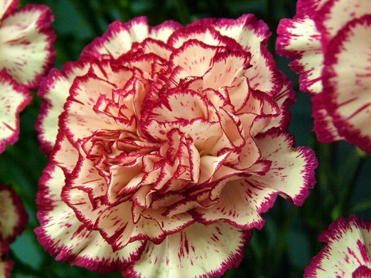 Carnation Double Striped Approx. 25 Seeds Fairy Flower Seeds