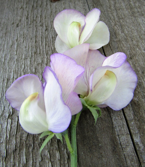 Sweet Pea High Scent Approx. 100 Seeds, One Of The World's Most Fragrant Sweet Peas