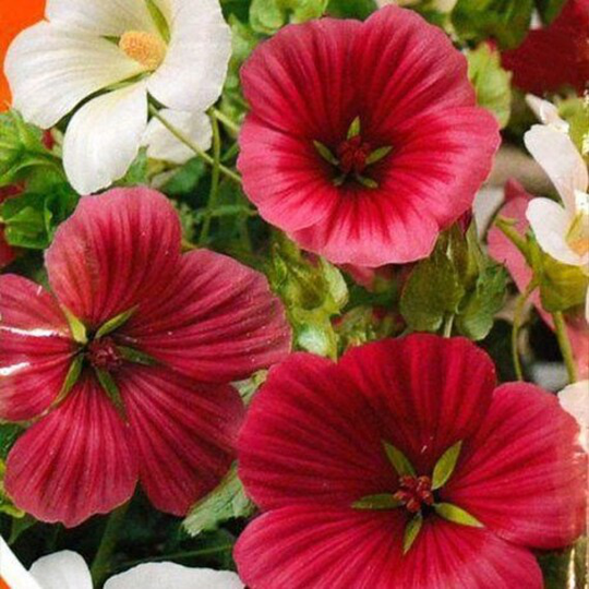 Flower Seeds Malopa Mix