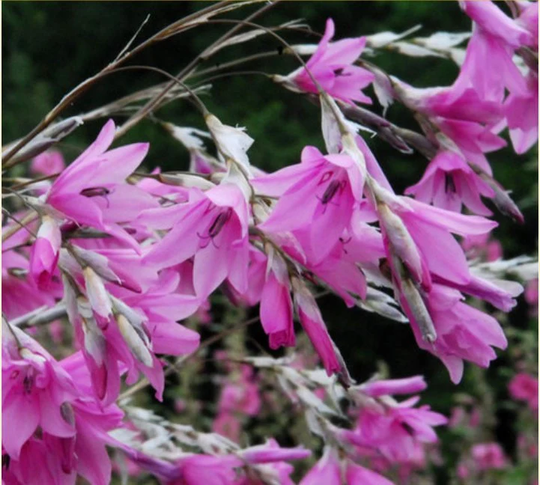 Dierama Pink Rocket X 10 Seeds Angels Fishing-Rods, Fairy Flower Seeds