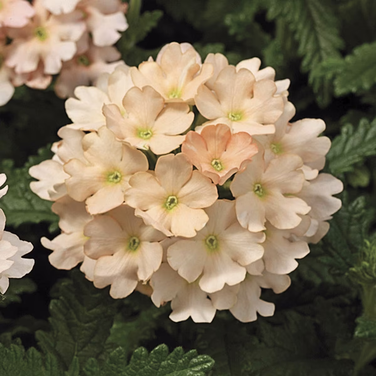 Bin#1R3D5 Verbena Seeds Tuscany Peach 25