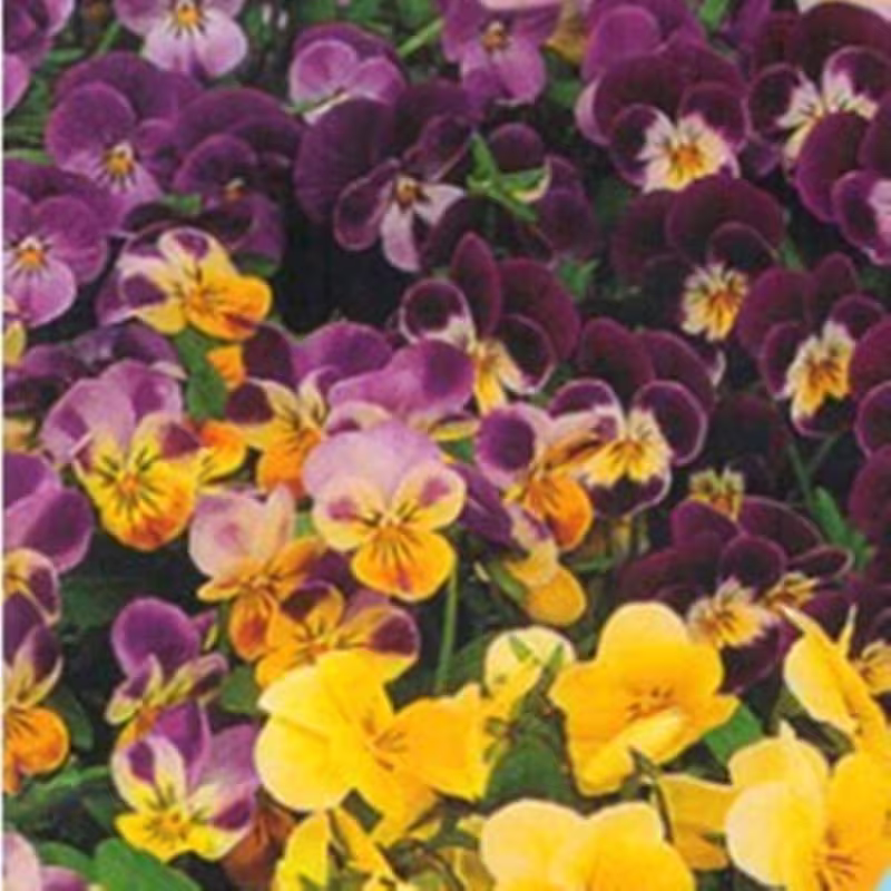 Pansy Viola Perennial Mix Seeds Flowering Non Gmo For Planting | 204518