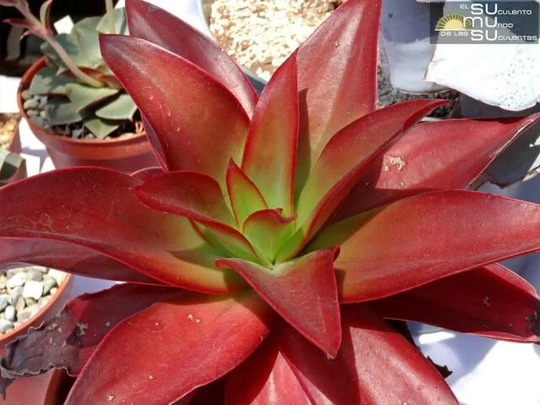 10 X Echeveria Dactylifera X Seeds - Succulent Seeds