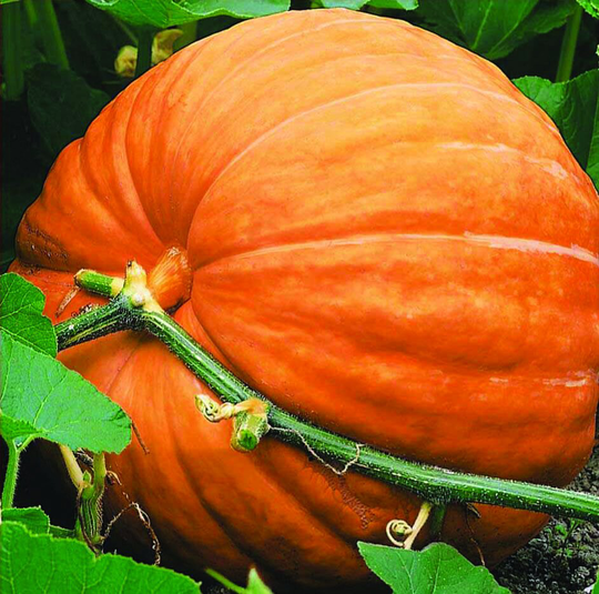 Big Max Pumpkin Seeds, Prize Winning - Often Weigh Up To 100lbs; Fast Flat Rate Shipping