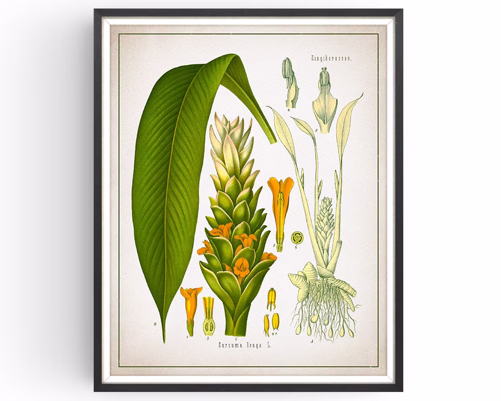 Turmeric - Botanical Print Vintage Spice Medicinal Plant Botany Decor Kitchen Unframed