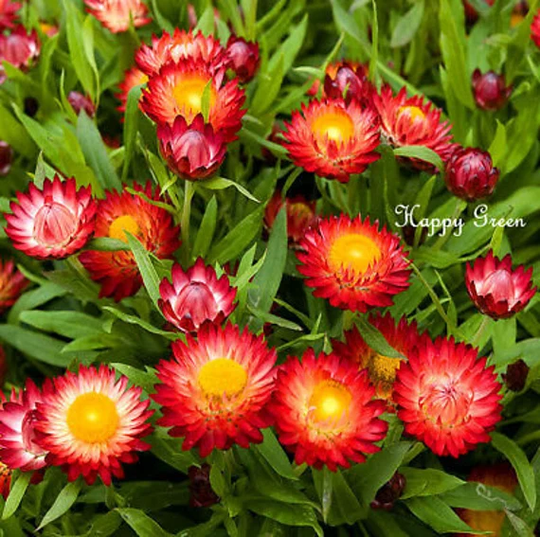 strawflower Scarlet Red - 900 Seeds Helichrysum Bracteatum Everlasting Flower