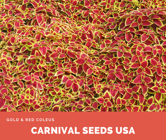 Gold & Red Coleus - 10 Seeds Plant