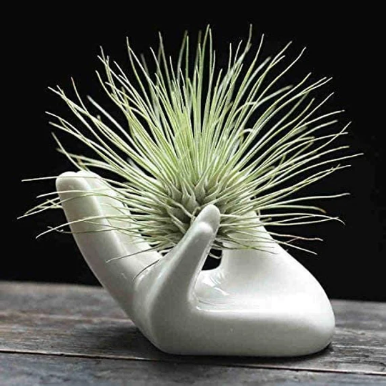 Ceramic Hand Planter For Air Plants 6 Pack Small Plant Pot , Holder Plant Containers, Decorative Planters, Pots Indoor Plants
