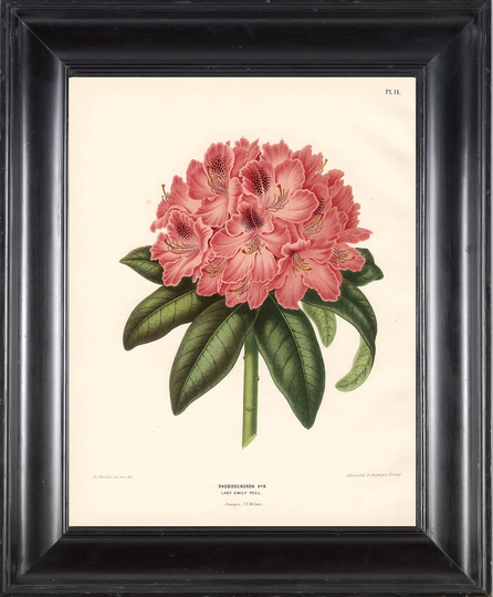 Botanical Print Wendel Botanical Art Print 4 Beautiful Coral Rhododendron Flower Spring Summer Garden Plant To Frame