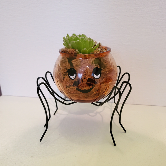 Spider Planter With Succulent, Halloween Pot, Sempervivum, Hens & Chicks, Decor, Plant
