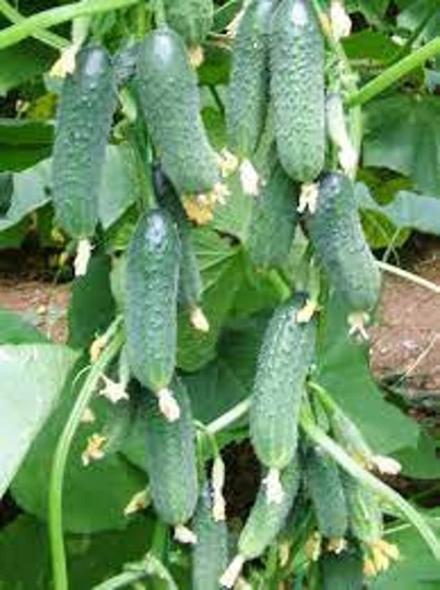 Cucumber Seeds Ira F1