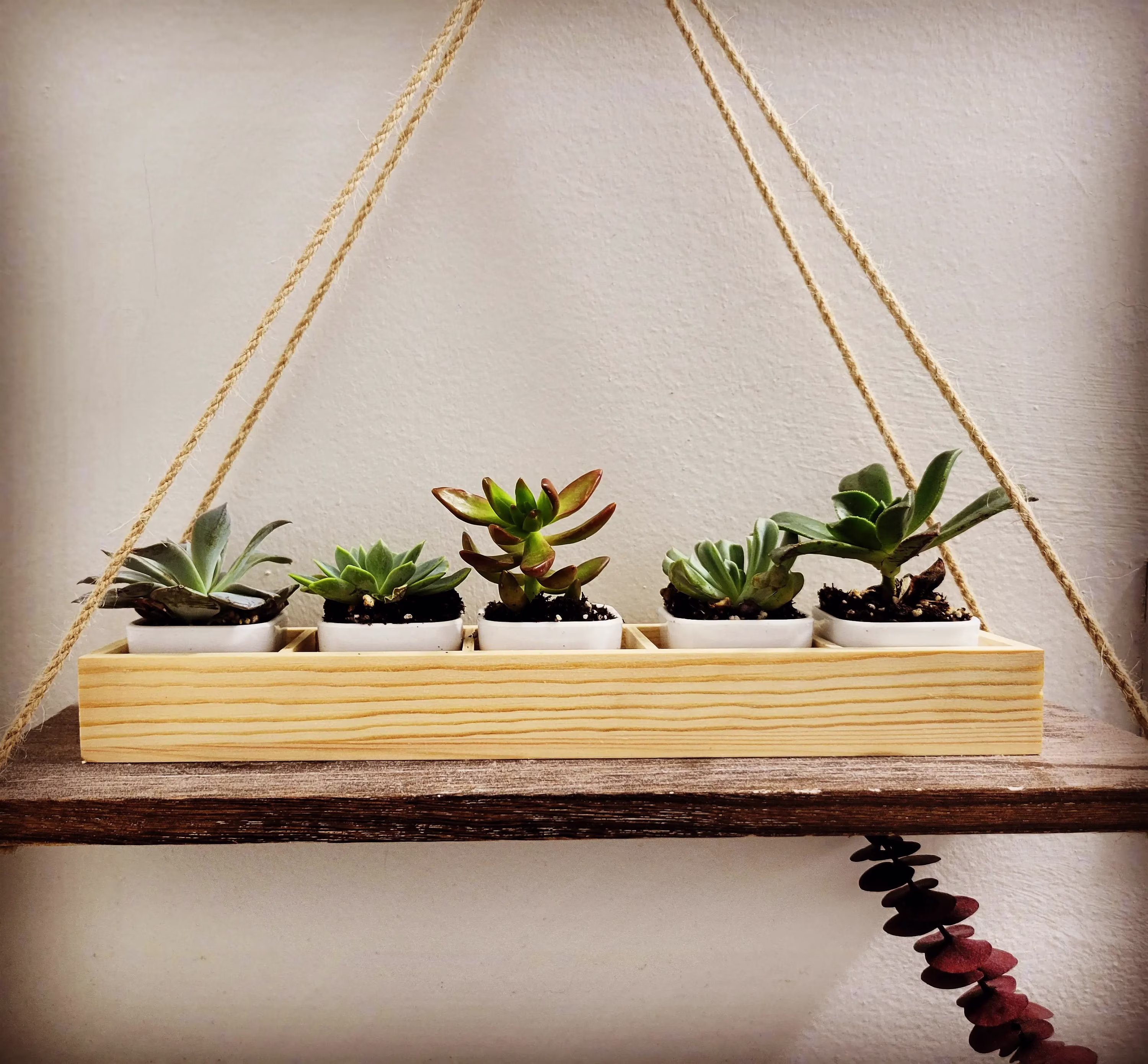 5 Grid Window Sill Planter With Pots For Indoor & Outdoor, Succulents, Flowers, Bonsai, Herbs. Storage Box Pins, Earrings, Clips