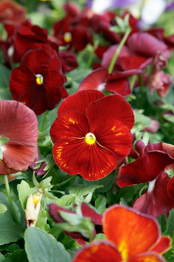 Pansy Seeds Spring Grandio Clear Scarlet 50 Thru 500