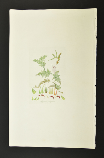 Original 1817 Curtis Botanical Engraving Flora Londinensis Proliferous Hypnum