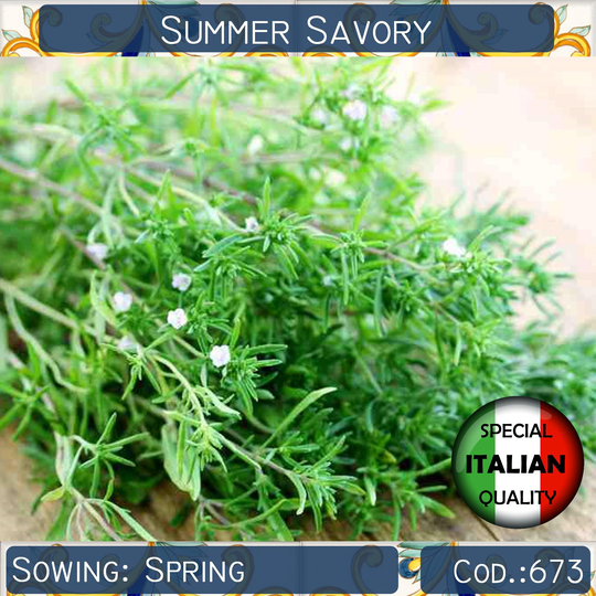 1000+ Summer Savory Seeds, Santureja Montana Italian Herb Rare Non Gmo, #673
