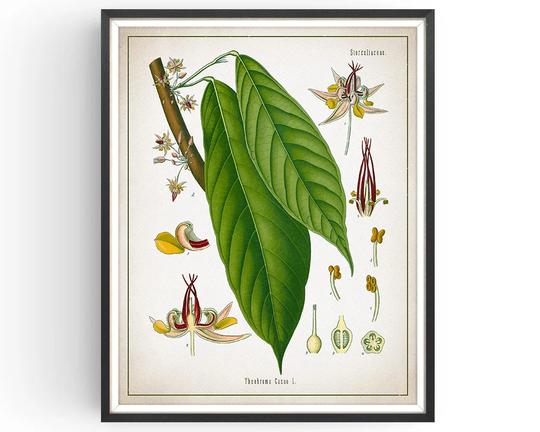 Cocoa Plant - Botanical Print Vintage Chocolate Art Medicinal Plant Botany Decor Kitchen Unframed