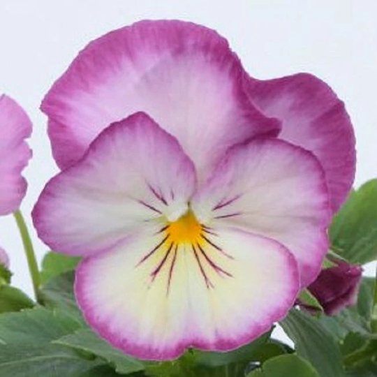 Pansy Seeds Ultima Radiance Pink 50 Thru 500 Viola