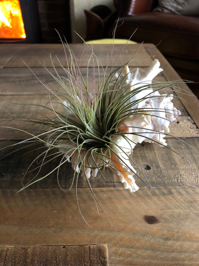 Air Plant in Shell. Beach Decor. Ideal For Bathroom & Seaside Theme. House Plant. Plant Pot