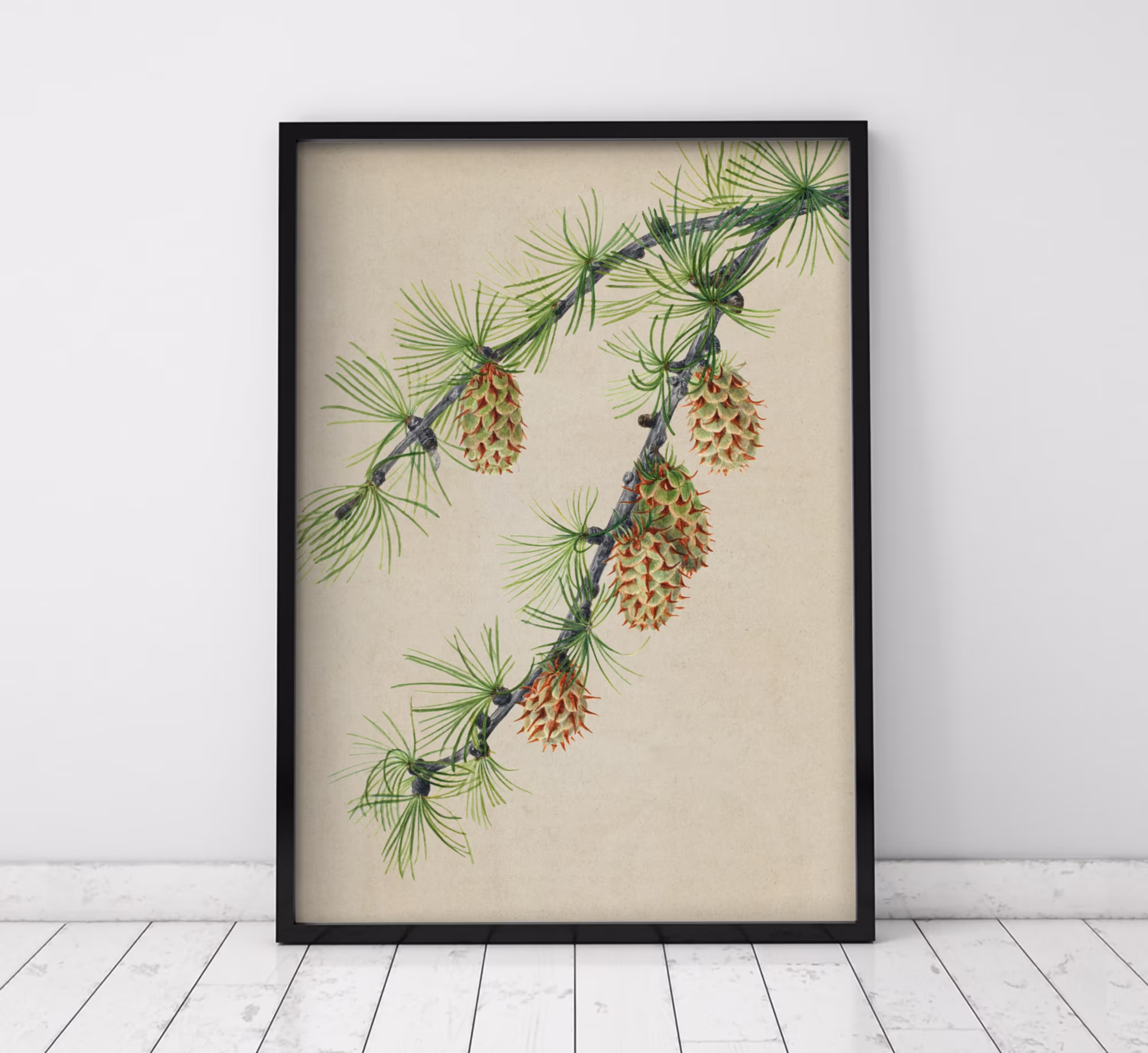 Botanical Watercolour Print Of Western Larch By Mary Vaux Walcott, Ideal Seasonal Home Decor