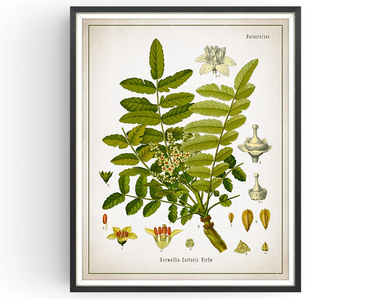 Frankincense - Botanical Print Vintage Aromatherapy Art Medicinal Plant Botany Kitchen Decor Unframed