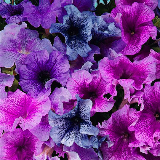 Petunia F1 Daddy Mixed Pelleted Flower Seeds - Approx. 35 Organic Seed