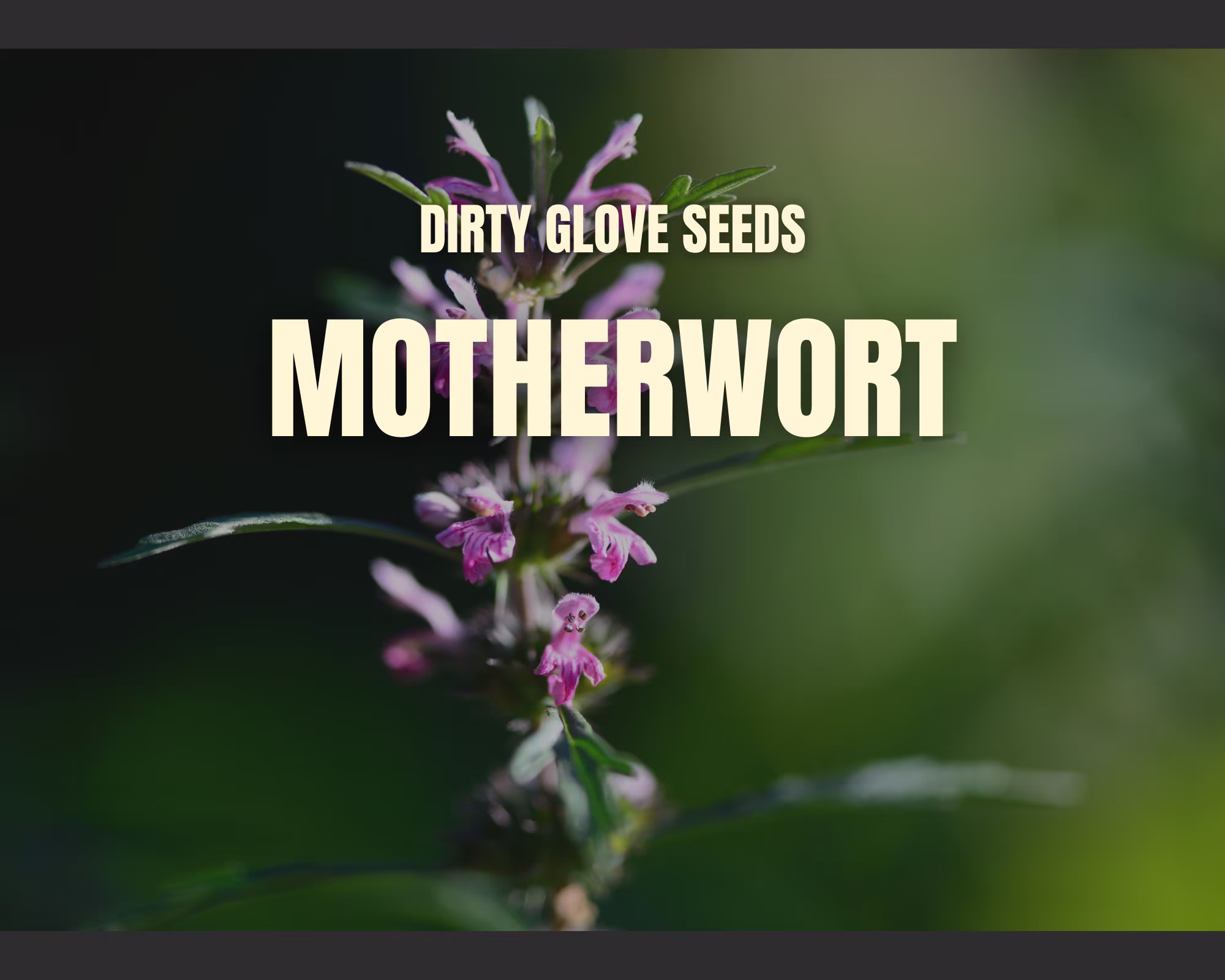 Motherwort 50+ Seeds Heirloom Medicinal & Culinary Herb