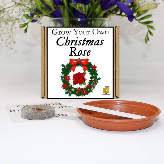 Grow Your Own Christmas Rose Gift Set