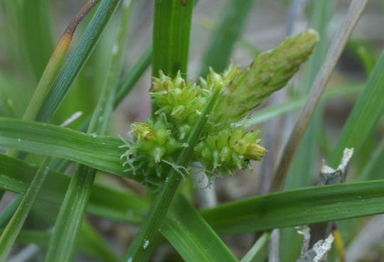 Carex Serotina X25 Seeds, Ornamental Grass Fairy Flower Seeds