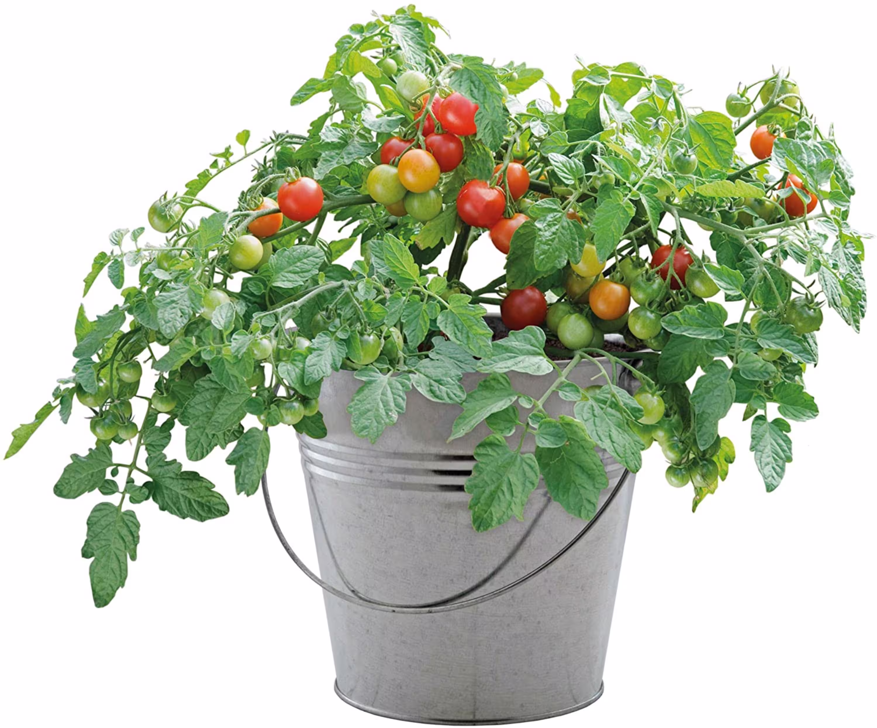 Grow Your Own Kit - Galvanized Bucket Growing Gift Set Kit Chilli, Cherry Or Plum Tomatoes , Sweet Pea Petunia Busy Lizzie