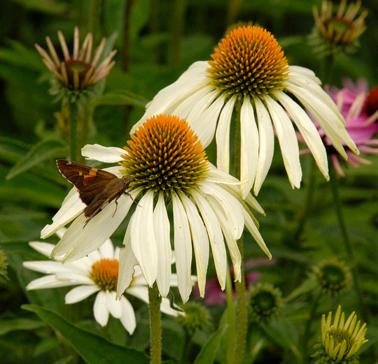 Coneflower White Swan - 100 Seeds Gmo Free