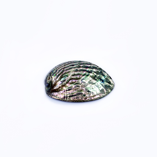 Polished Abalone Shell