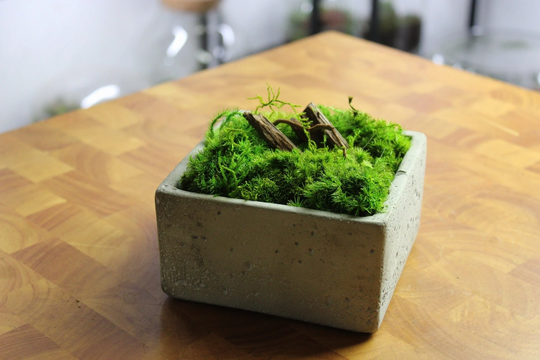 Mini Moss Bowl | Boho Natural Decor Concrete