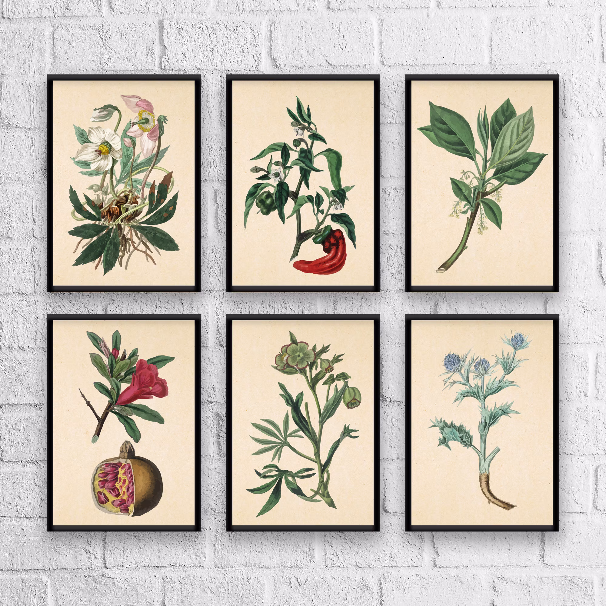 Antique Herbs Print Set No. 7, Herb Prints, Botanical Art, Set, Kitchen Giclee, Art