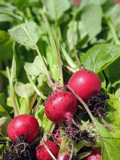 Radish Seeds - Cherry Belle 100 Per Pack Organic, Non Gmo, Heirloom Seeds. Free Shipping