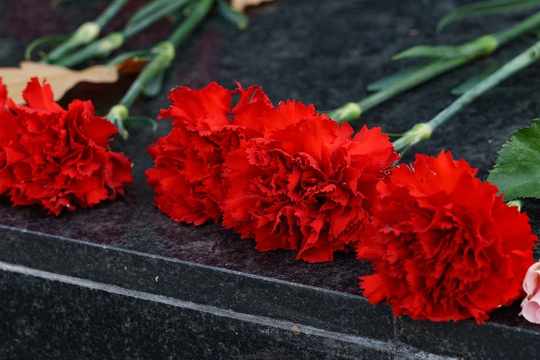 Carnation Double Scarlet Red Approx. 25 Seeds Fairy Flower Seeds