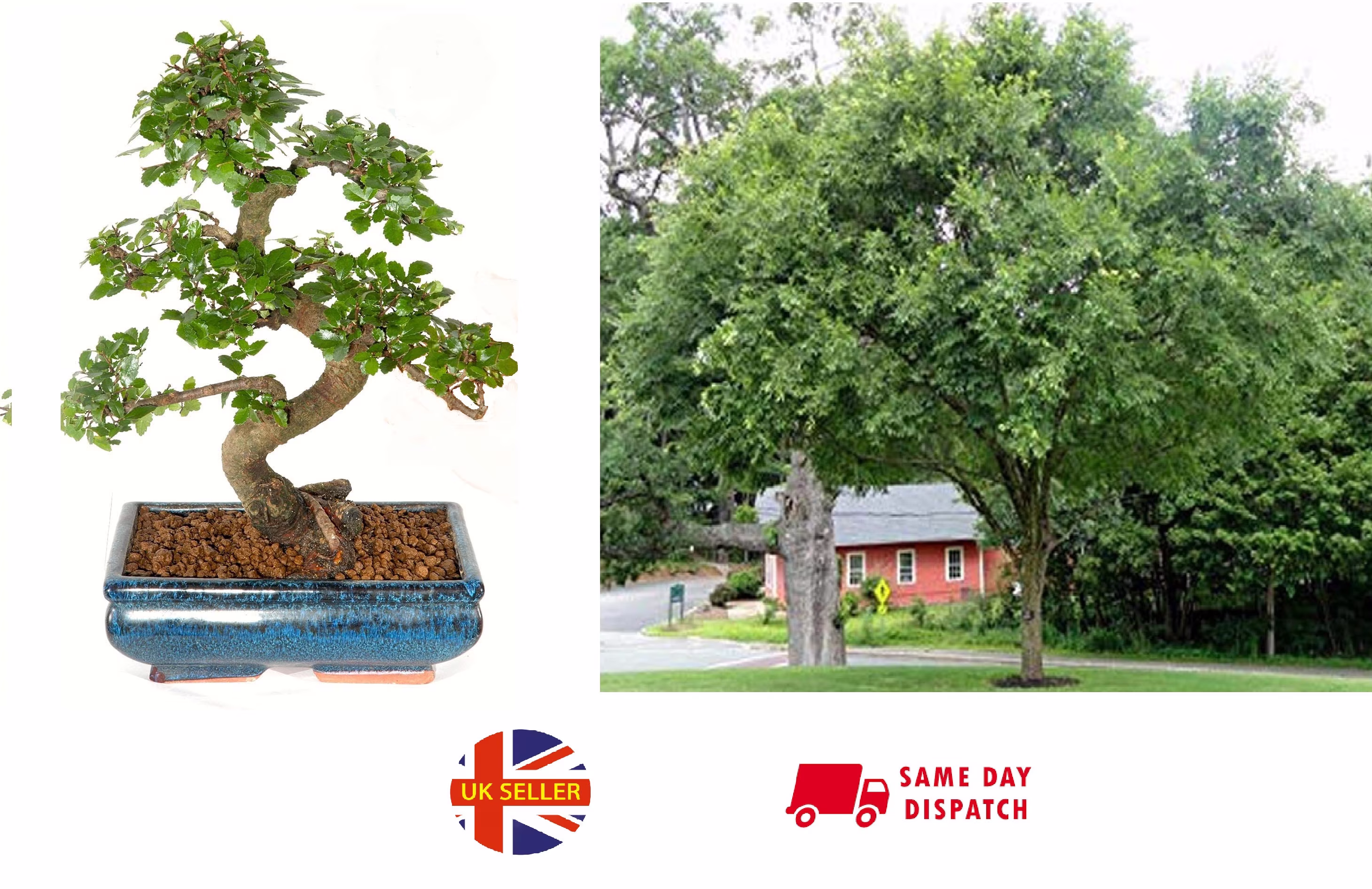 Chinese Elm | Ulmus Parviflora | 30+ Seeds Lacebark Bonsai Same Day Dispatch