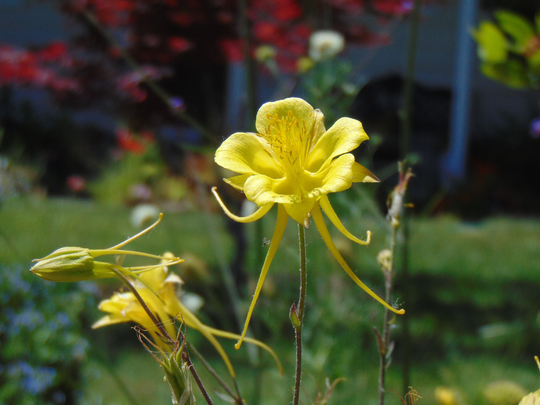 Golden Columbine Seeds | Aquilegia Chrysantha